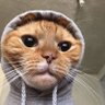 Profilbild von MR. GINGR