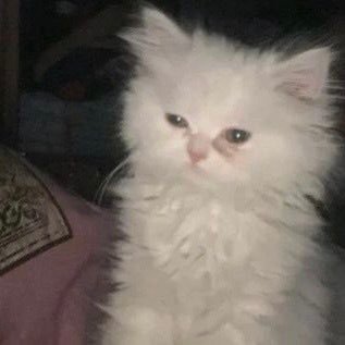 DoyIrcM's profile picture