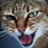 Marcelo Ferreira's profile picture