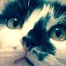 Carlottasiani2's profile picture
