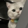fl✿wery's profile picture