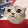 Namekian's profile picture