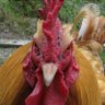 Rooster189 的头像