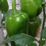 plantas e horta 的头像