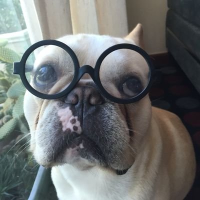 The Dog's profile picture