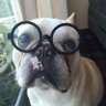 Profilbild von The Dog