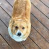 DG1356 🇺🇸☦️🐈🐕🏈🤿🎣 的头像