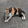 Фото профиля おーちゃん(*´ω`*)