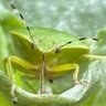 Giefsky profil fotoğrafı