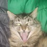 VicFerrari profil fotoğrafı
