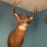 Mike Revard's profile picture