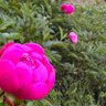 植原誉朗 profil fotoğrafı