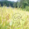 Фото профиля 高知県の美味しいお米🌾無名シルク※一時的に販売停止してます※