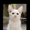 CPawsy's profile picture