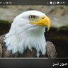 النسر العربي 的头像