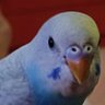 Starlord717's profile picture