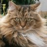 Faversham Sarah's profile picture