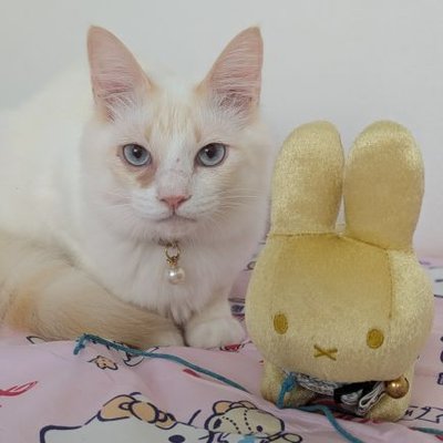 ももちー🐾ホイップ's profile picture