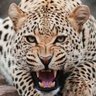 نمر اللهمي profil fotoğrafı