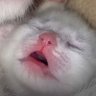 El gato volador's profile picture