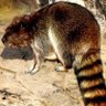 Фото профиля Beav-Coon