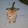 Apsari🦋🧚♀️🤍 profil fotoğrafı