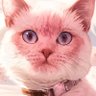 Profilbild von Tayfun Kaya