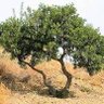 TREE's profile picture