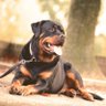 Profilbild von BUY DOG SUPPLY