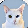 TLucidum's profile picture