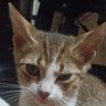 Carlos G.'s profile picture