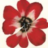 PUTER-ROT's profile picture