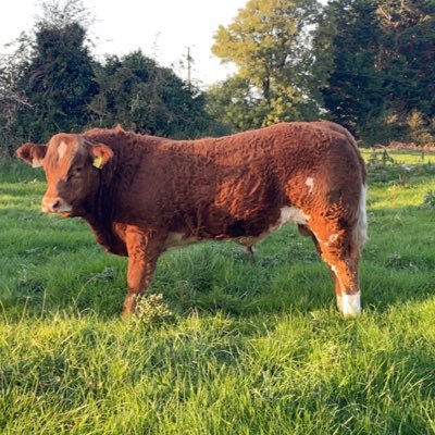 Mannion livestock's profile picture