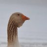 Saddlegoose's profile picture