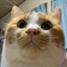 めがね( ⚯̫ ) profil fotoğrafı