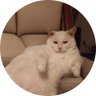 SofaCat $SOFAC 的头像