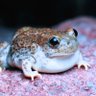 Toad Creates's profile picture