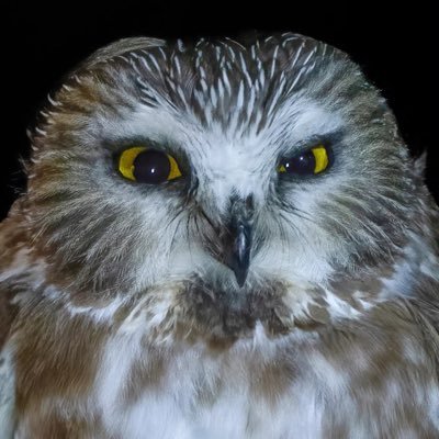 Owl's profile picture