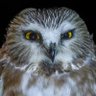 Фото профиля Owl