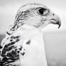 ATAWi's profile picture