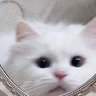 Profilbild von ᴍɪʟᴋ