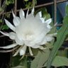 Profilbild von रचनापुराणिक५१@gmail.com