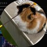 奏音's profile picture