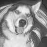 bear & snow's profile picture