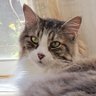 Фото профиля The Gentle Soul of Mister the Cat
