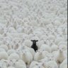 AgriGATE Nigeria profil fotoğrafı