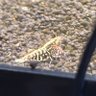 Фото профиля Jack・shrimp