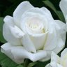 Фото профиля hoda