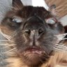 gt profil fotoğrafı