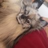 Luanlodipino profil fotoğrafı